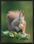 Eekhoorn, Red Squirrel, Sciurus vulgaris Location: Hof van Twente, the Netherlands eekhoorn MG 0505 kopie